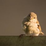 a体育直播:畅享高清赛事,尽在指尖体育世界 sz56b3z